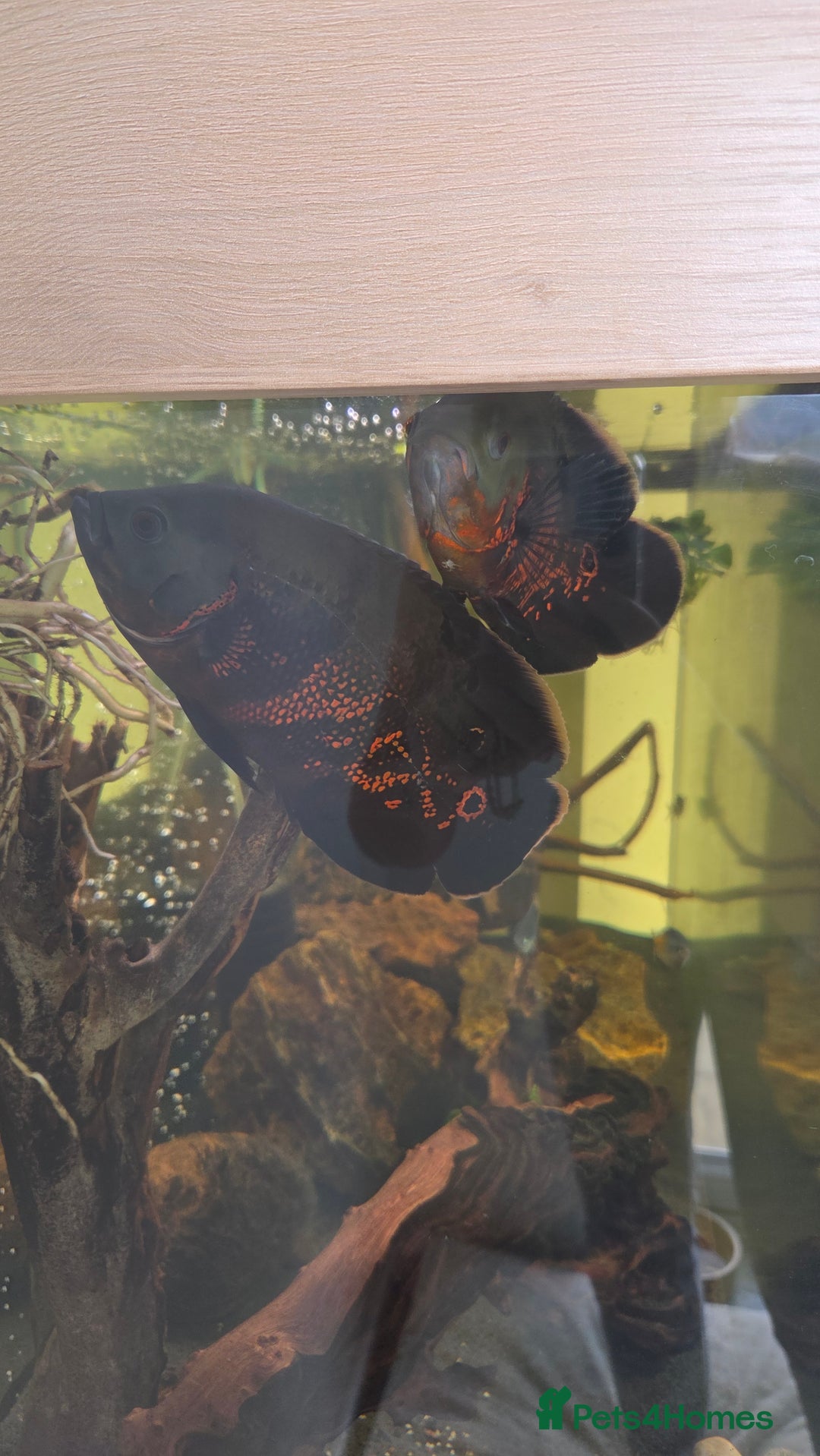 Cichlids fish for sale: Oscars/cichlids - Image 7