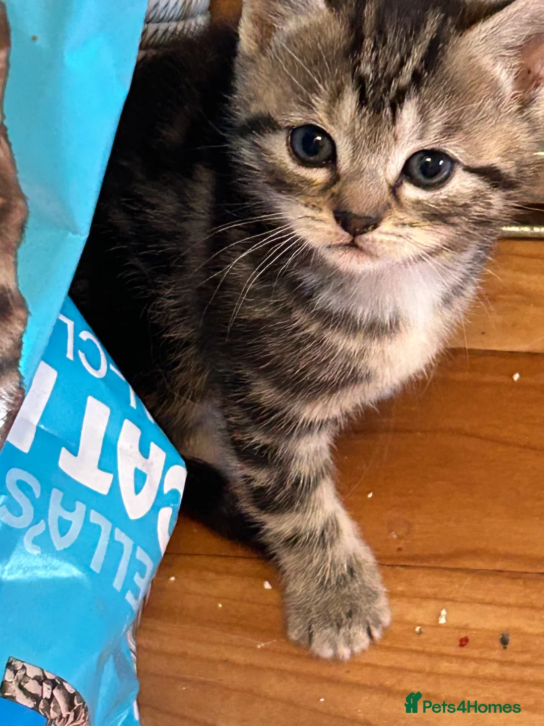 Mixed Breed cats for sale: Beautiful Kittens  in ELY - Advert 7