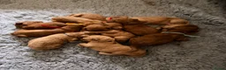 Mini Goldendoodle dogs for sale: EXCEPTIONAL AUSTRALIAN DOODLES 🐾 HEALTH TESTED🐾  - Advert 11