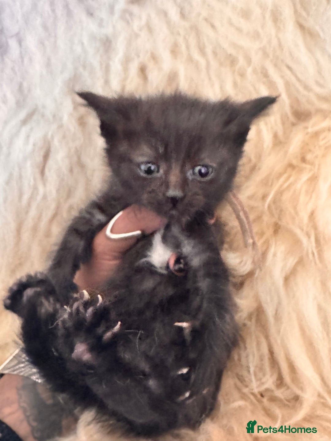 Mixed Breed cats for sale: Only one male left Mainecoon cross kittens  - Advert 12