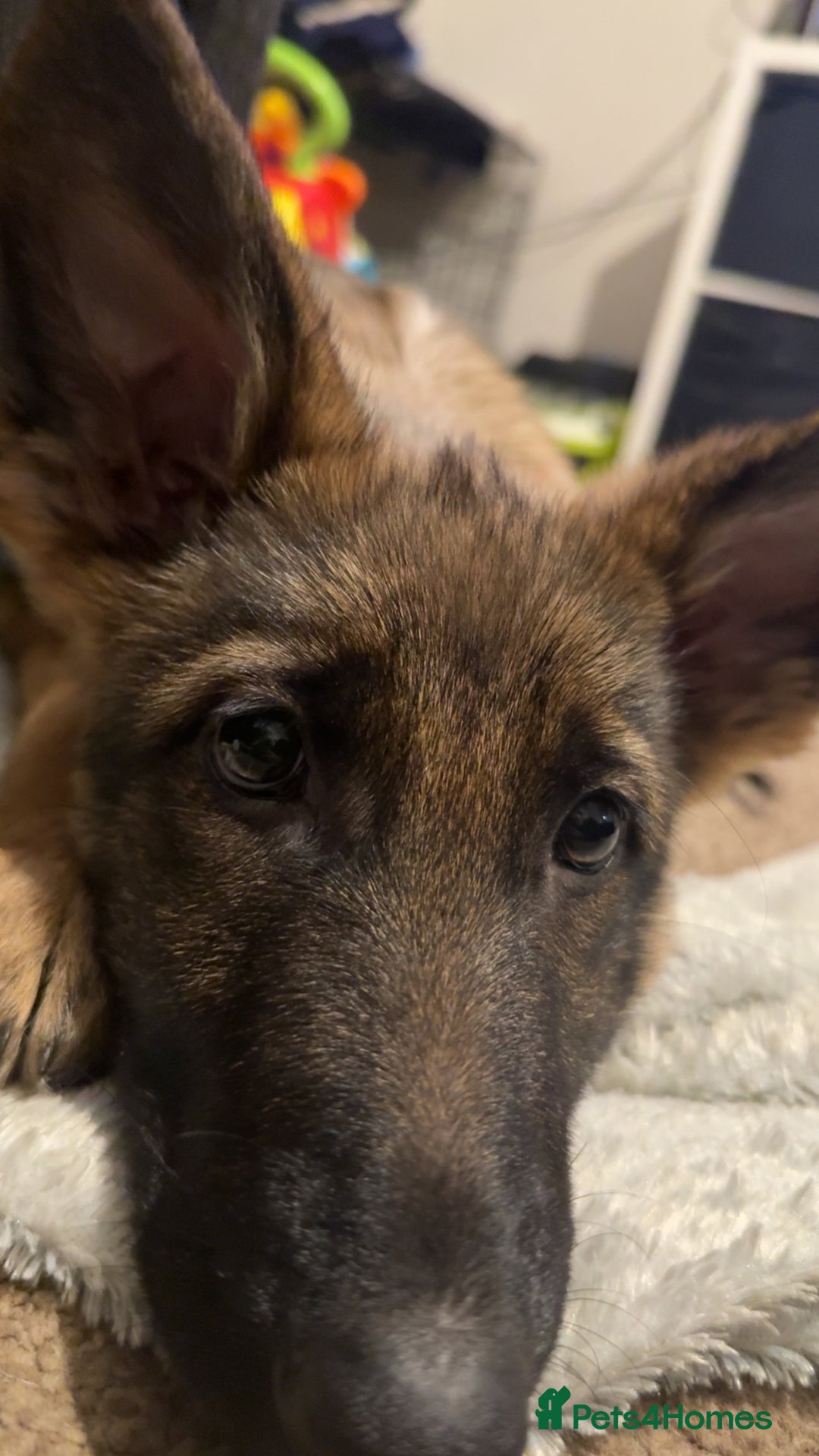 German Shepherd dogs for sale: German shepherd  - Advert 10