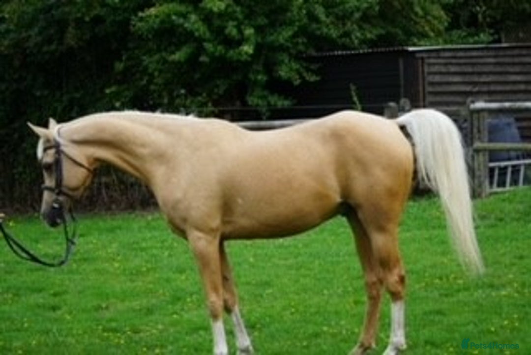 Arabian horse horses for sale: Superb Part Bred Arab  - Image 3