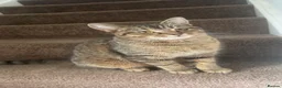 Mixed Breed cats for sale: Kittens available now  - Advert 5