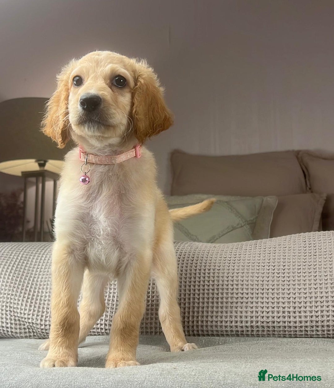 Irish Doodle dogs for sale: The perfect Doodle - Advert 12