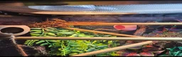 Gecko reptiles for sale: 4 Mourning Geckos + Complete Setup Included - Advert 5