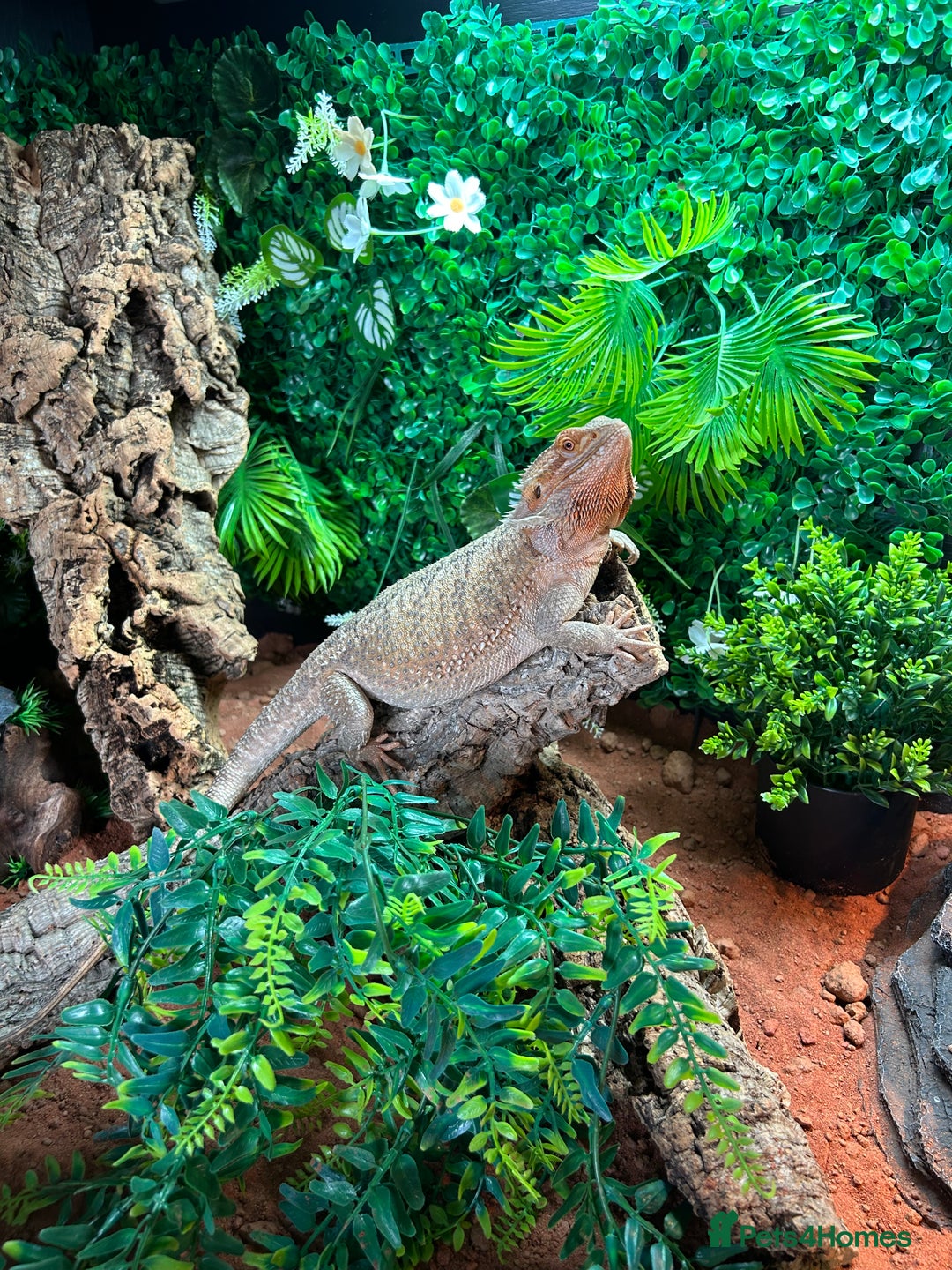 Bearded Dragon reptiles for sale: Bearded Dragon and full set up  - Image 5