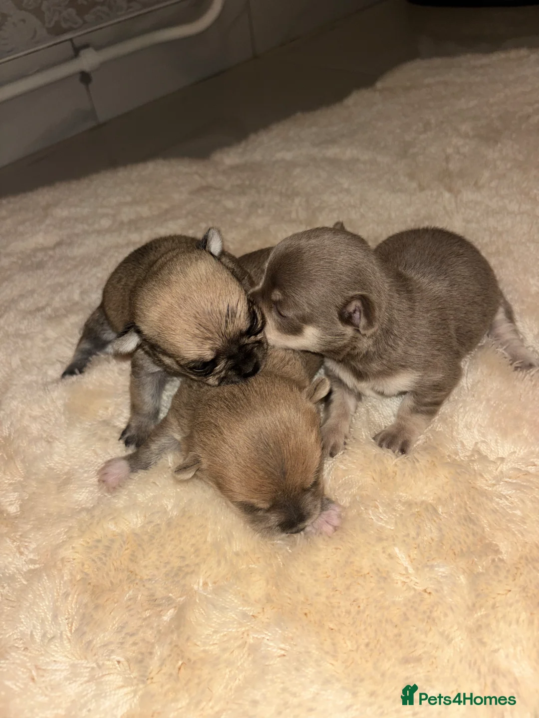 Chihuahua dogs for sale:  **  Chihuahua  in Halstead - Advert 2