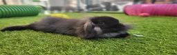 Mini Lop rabbits for sale: Beautiful Mini Lion Lop - READY TO LEAVE - Advert 15