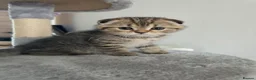 Scottish Fold cats for sale: Only 2 left!! Beautiful Scottish Fold Kittens  - Advert 21