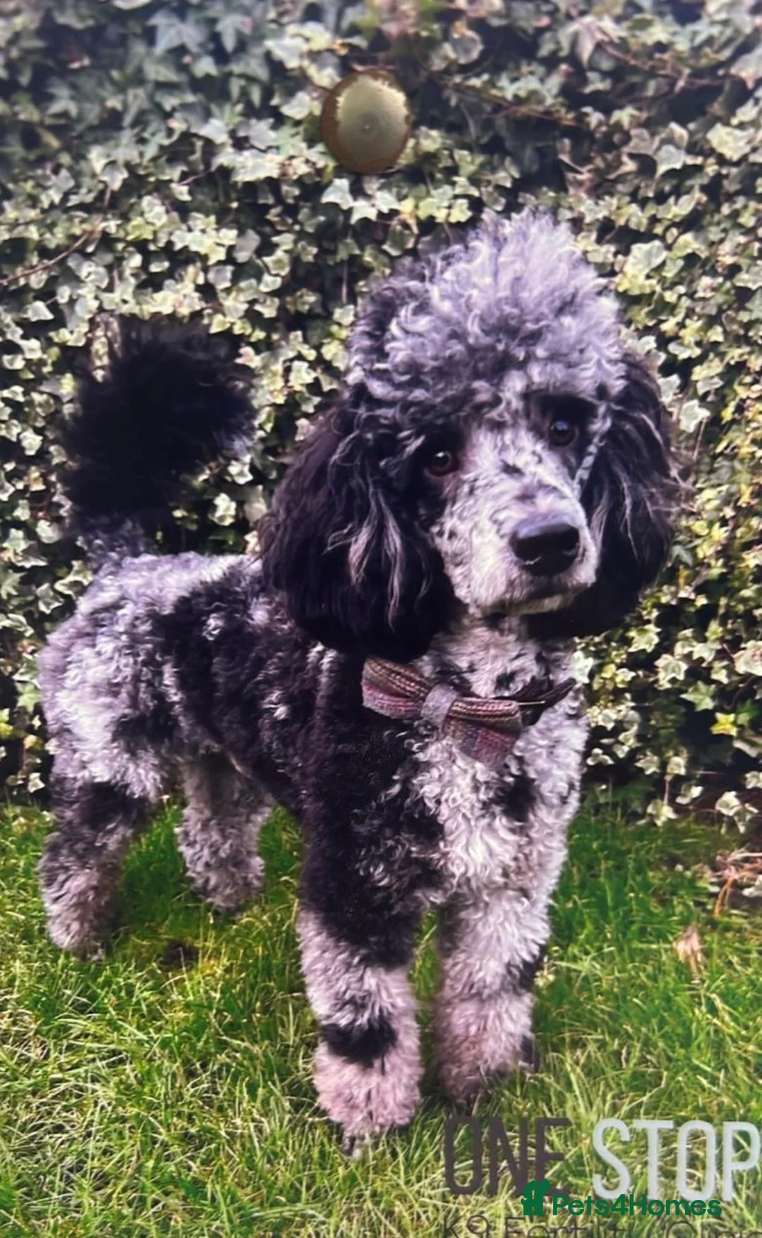 Mixed Breed dogs for sale: F1B Golddendoodle - Advert 12