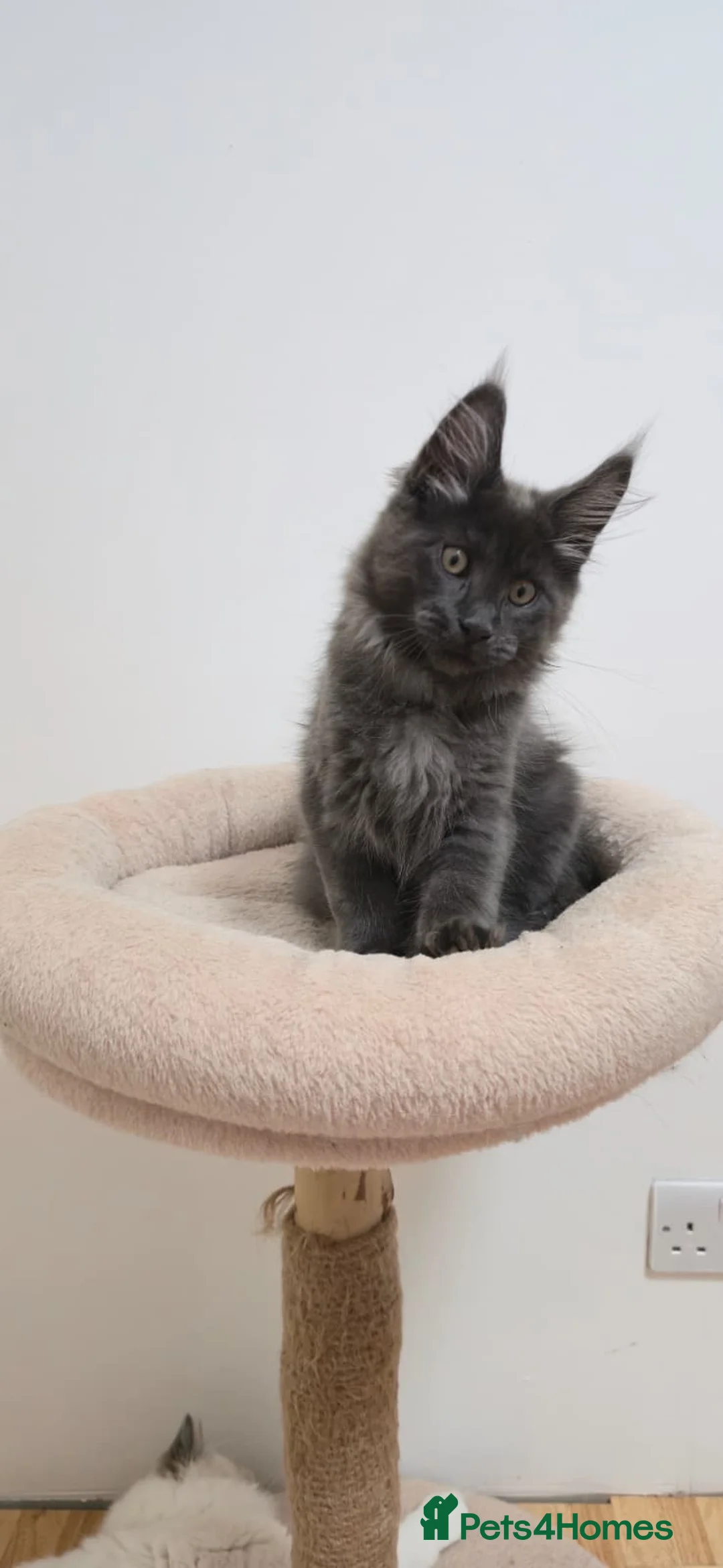 Maine Coon cats for sale: Mainecoon kittens TICA REGISTERED stunning - Advert 25