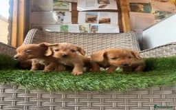 Mixed Breed dogs for sale: Stunning daxiepoos - Advert 11