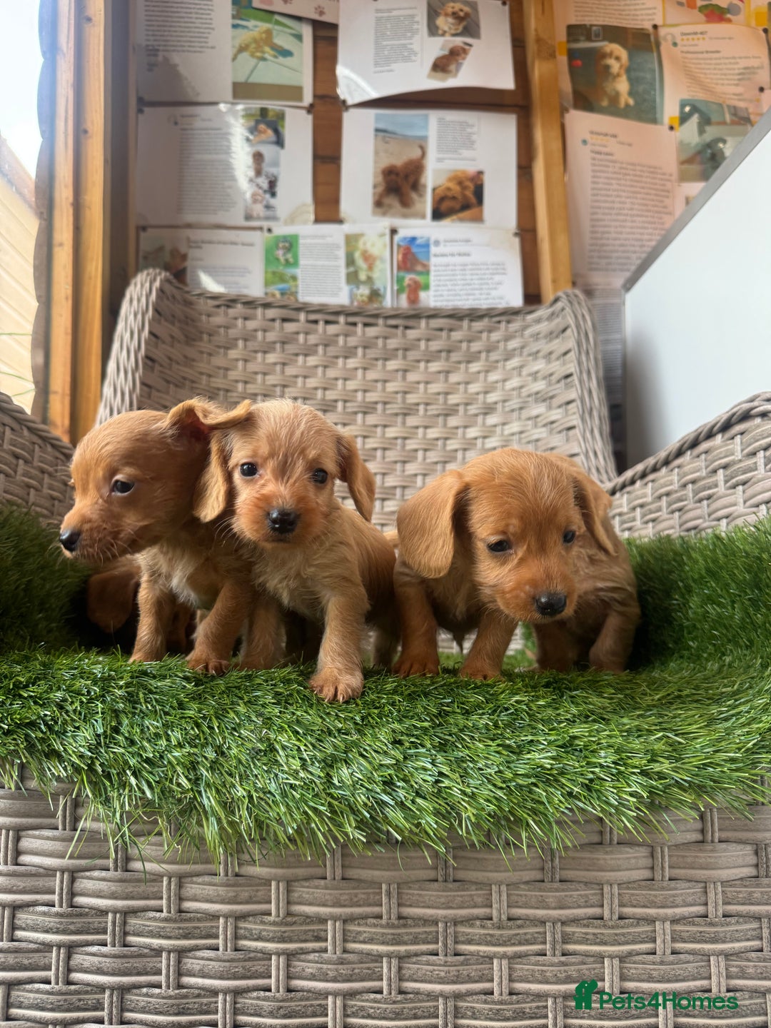 Mixed Breed dogs for sale: Stunning daxiepoos - Advert 11