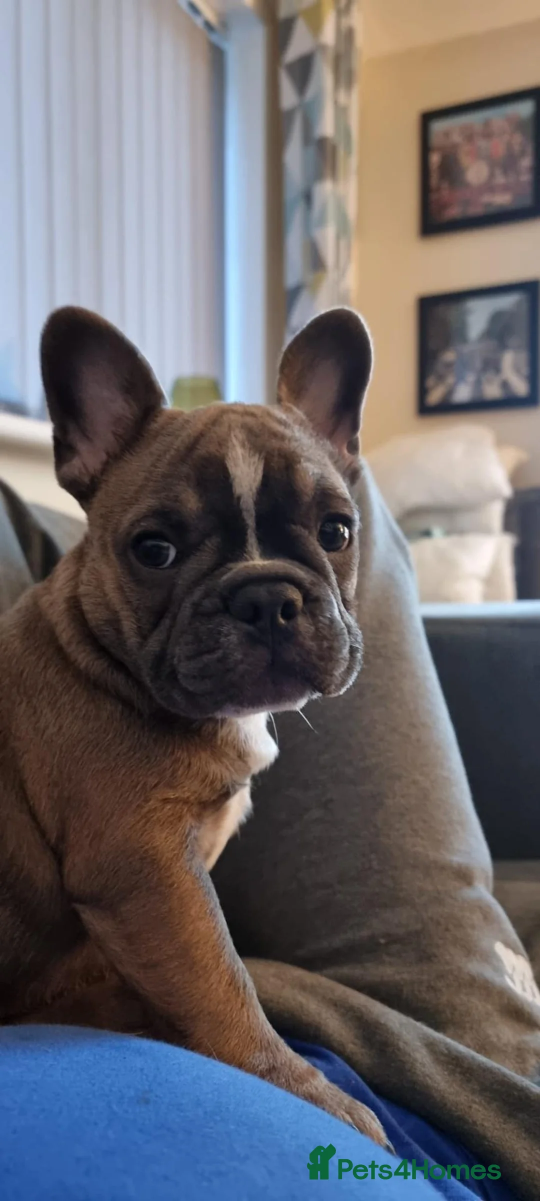 French Bulldog dogs for sale: Urgent Furever Home Needed.  - Advert 2
