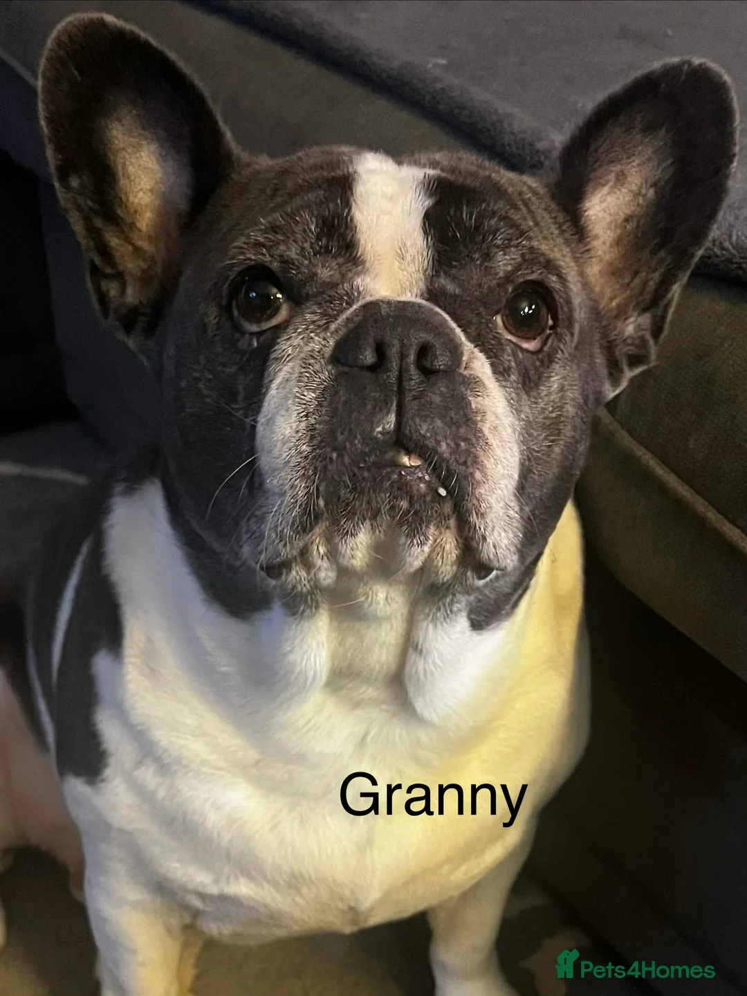 French Bulldog dogs for sale: Gorgeous KC Reg Blue and Lilac Frenchies Babies - Advert 6