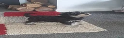 Miniature Schnauzer dogs for sale: 3 stunning Mini schnauzer girls - Advert 2