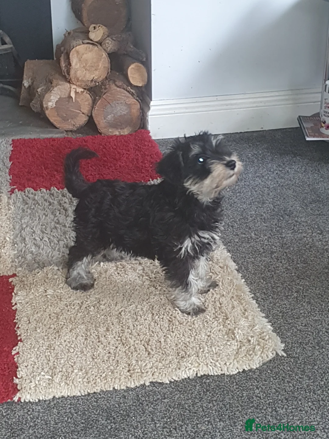 Miniature Schnauzer dogs for sale: 3 stunning Mini schnauzer girls - Advert 2