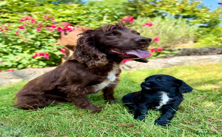 Cocker Spaniel dogs - Advert 1