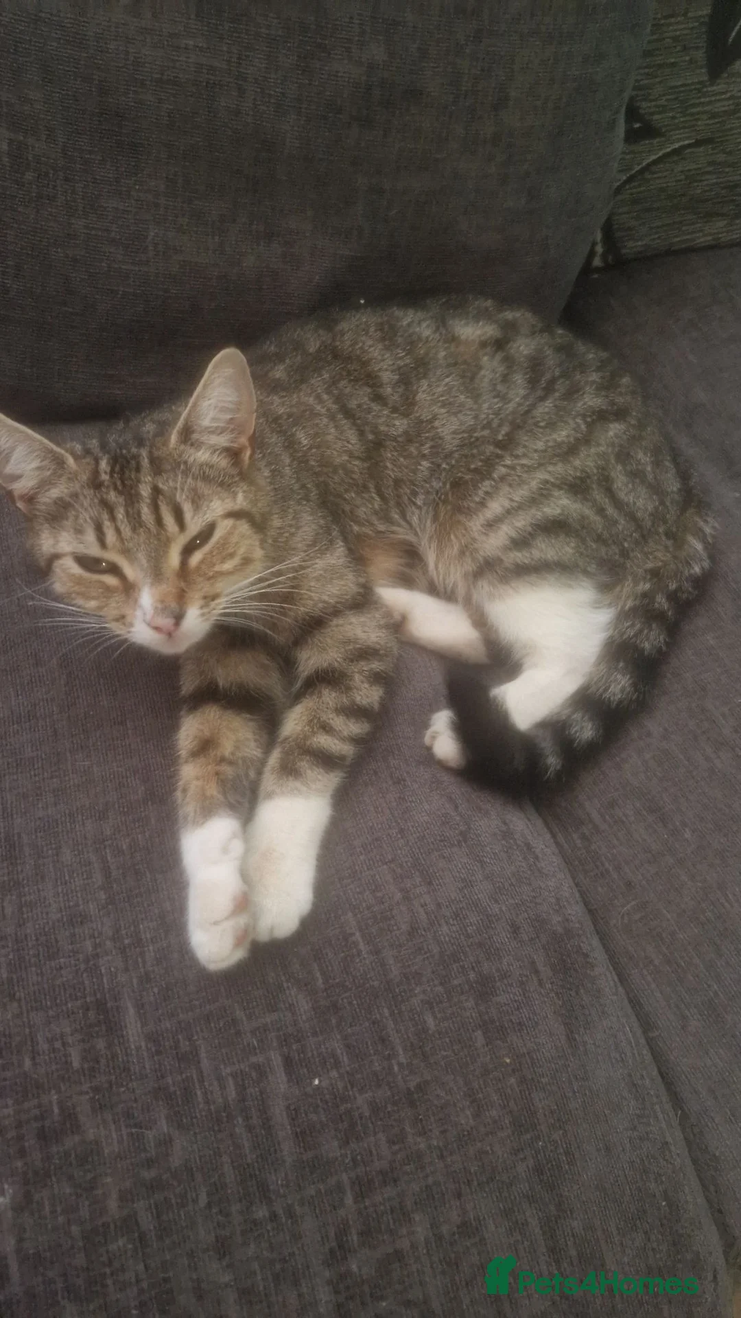 Mixed Breed cats for sale: Kittens need loving home  in Coventry - Advert 27