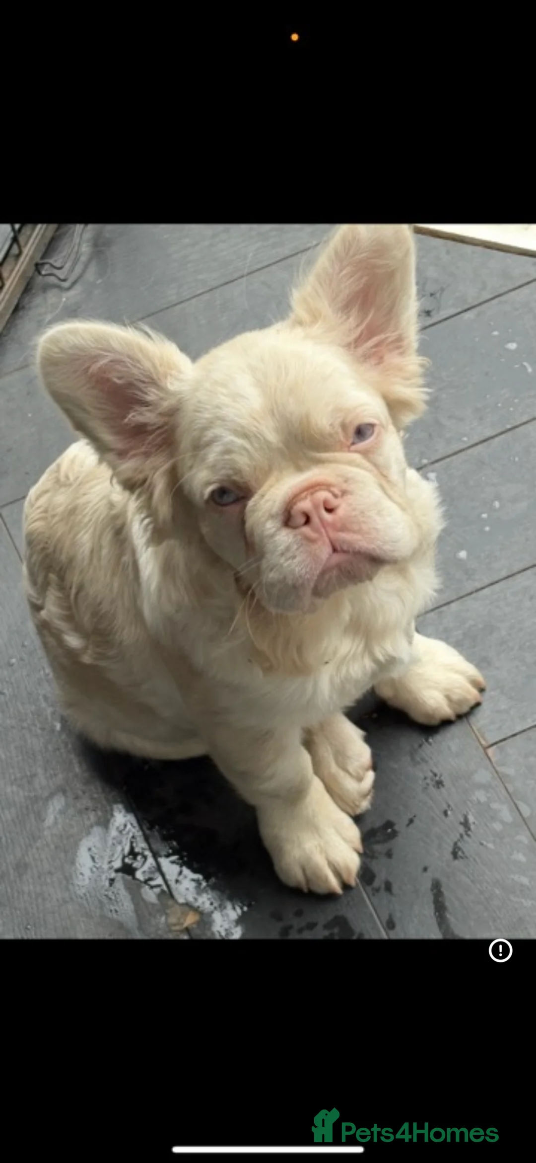 French Bulldog dogs for stud: 🩷 PINK FLUFFY STUD🩷 - Advert 2