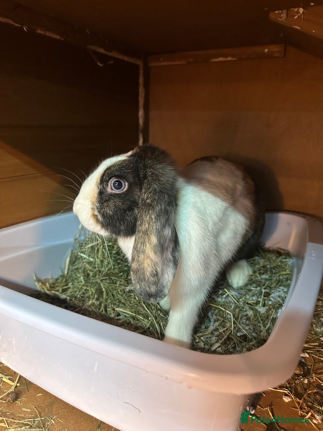 Mini Lop rabbits for sale: Two bonded female rabbits - Advert 3