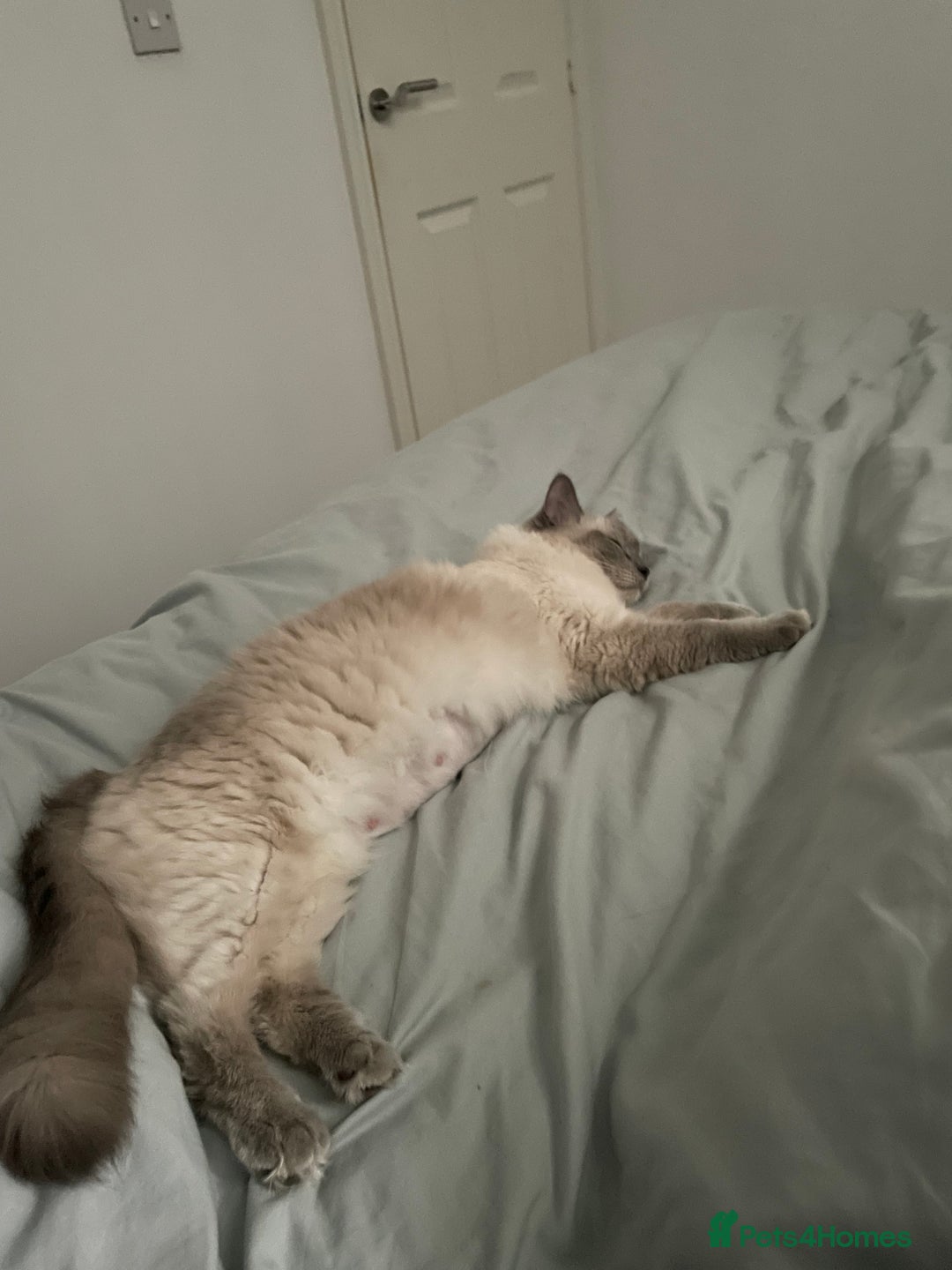 Ragdoll cats for sale: Blue point ragdoll female for sale 🩷 - Image 10
