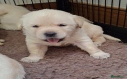 Labrador Retriever dogs for sale: Quality, Show Bred, Yellow Puppies - Image 5