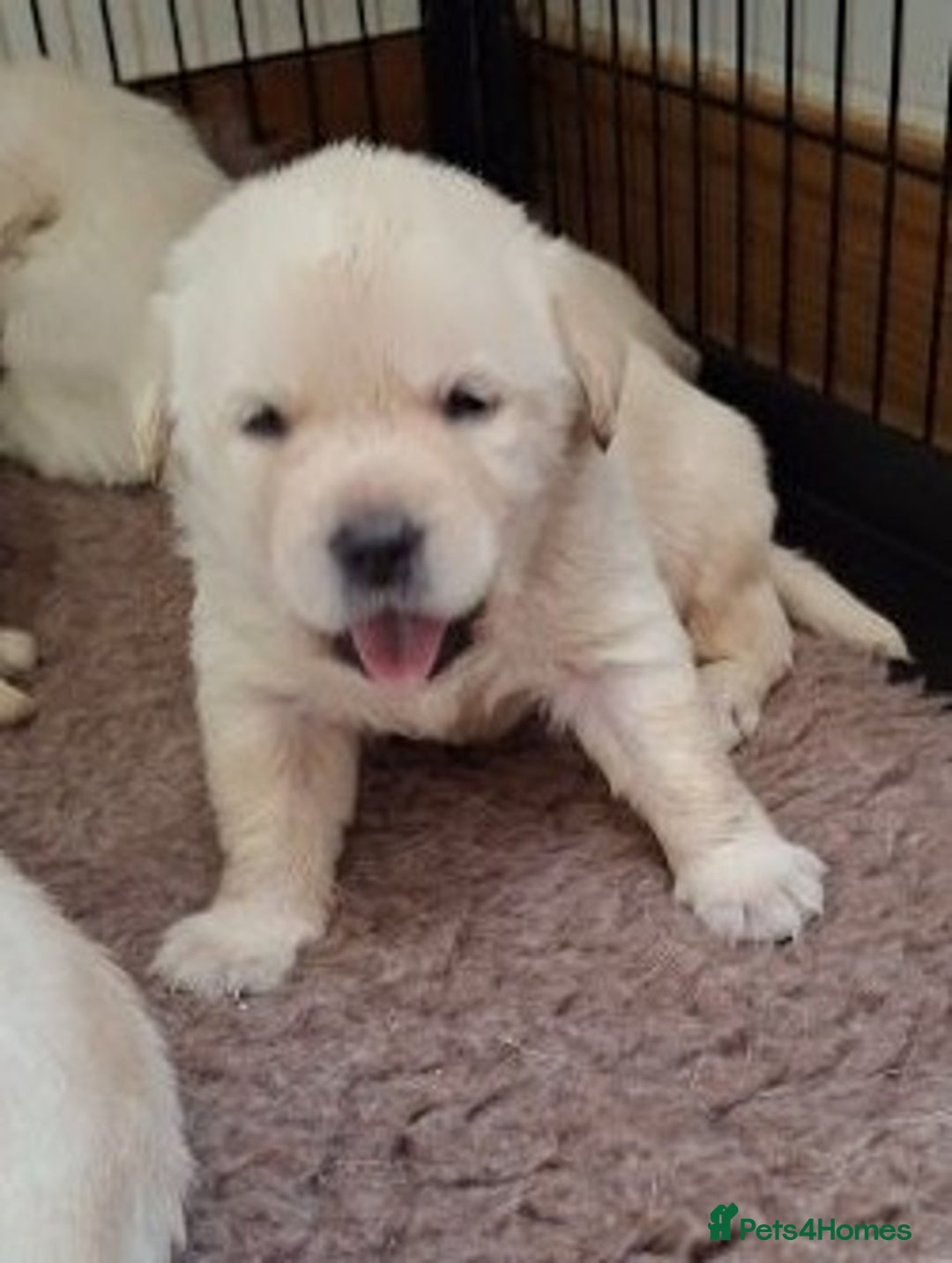 Labrador Retriever dogs for sale: Quality, Show Bred, Yellow Puppies - Image 5