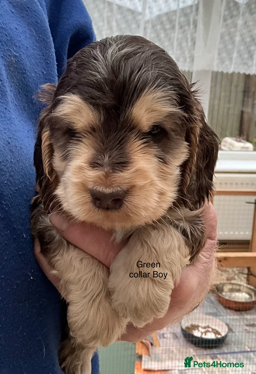 Cocker Spaniel dogs for sale: Stunning Litter of Show Cocker Spaniel Puppies - Advert 9
