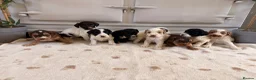 Cockapoo dogs for sale: Beautiful cockerpoo puppies  - Advert 9
