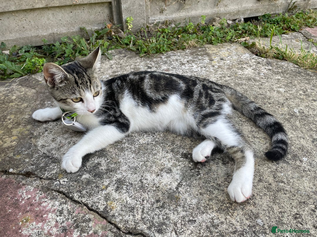 Domestic Shorthair cats for sale: Domestic short hair cat male - Image 2
