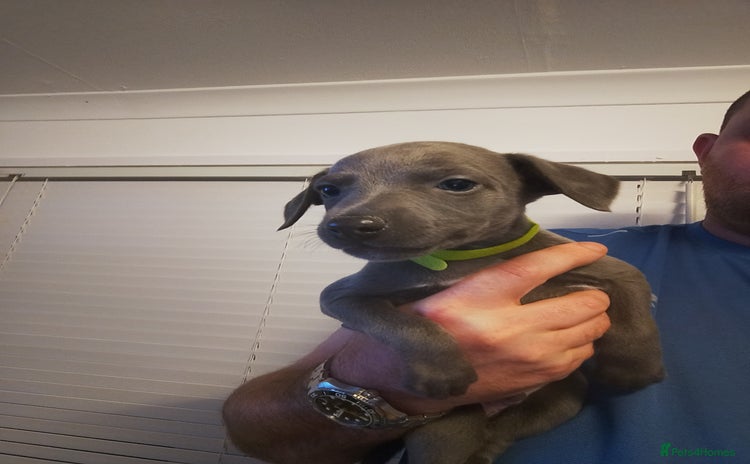 Whippet dogs - Advert 4