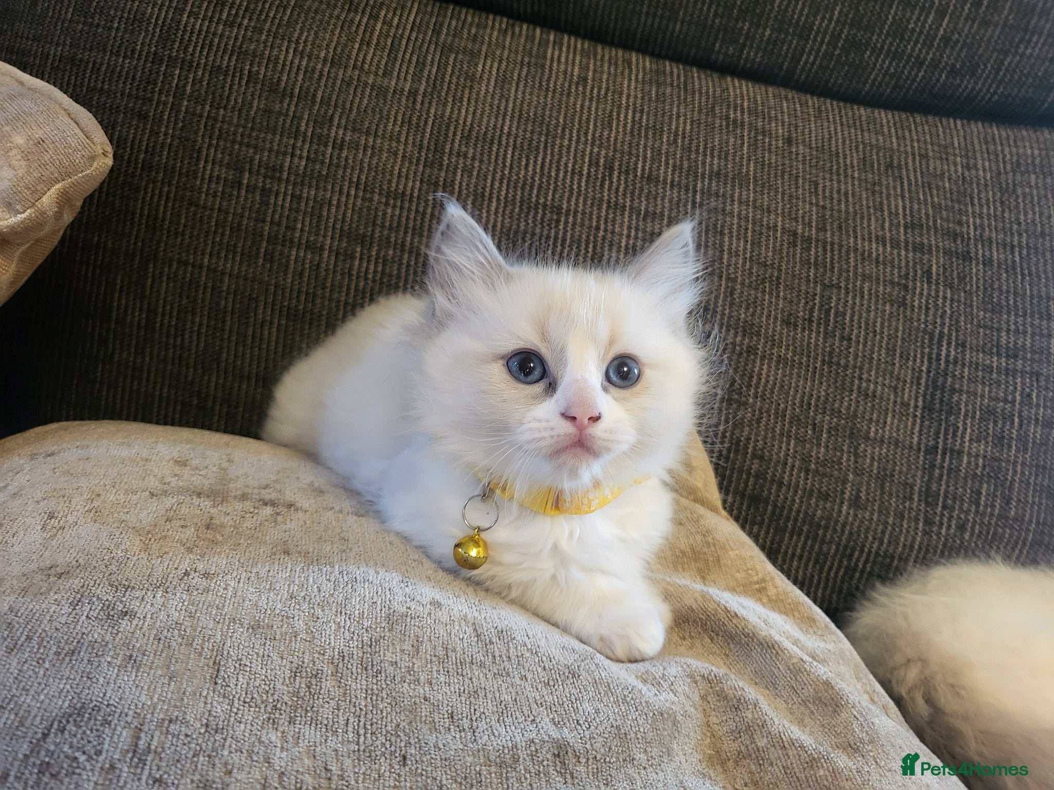 Ragdoll cats Beautiful calm and confident Ragdoll kittens - Advert 1