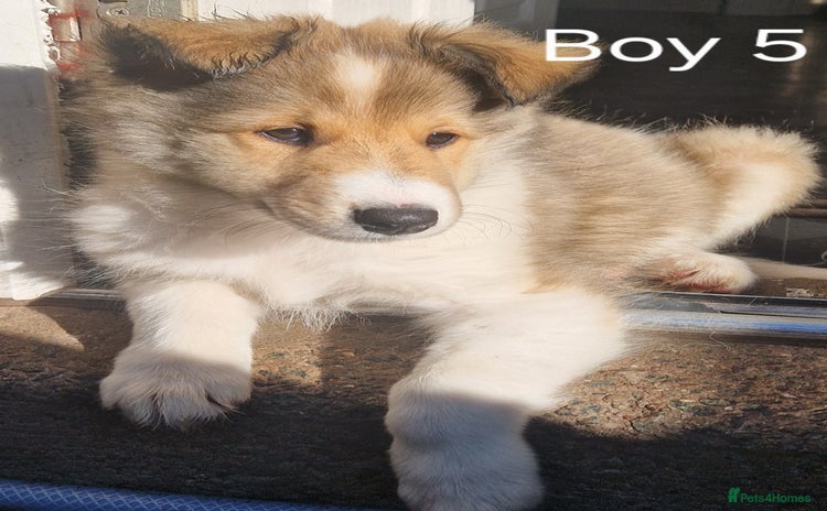 Mixed Breed dogs - Advert 11