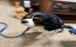Cavalier King Charles Spaniel dogs for sale: DNA Health Tested Cavalier King Charles Puppies in Heathfield - Image 4