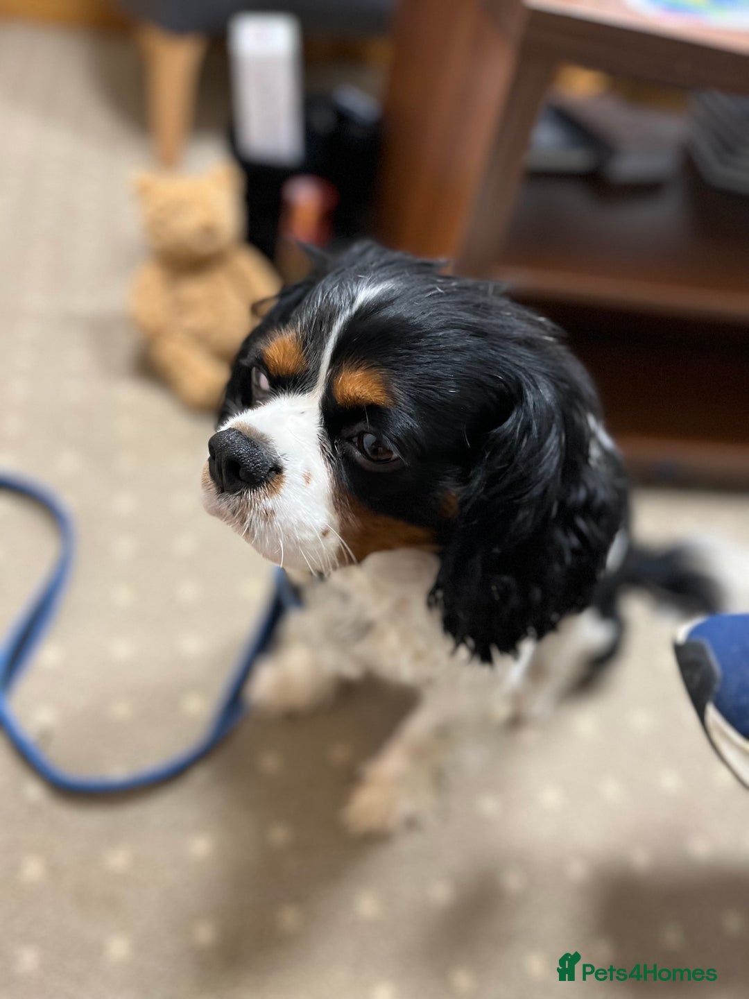 Cavalier King Charles Spaniel dogs for sale: DNA Health Tested Cavalier King Charles Puppies in Heathfield - Image 4