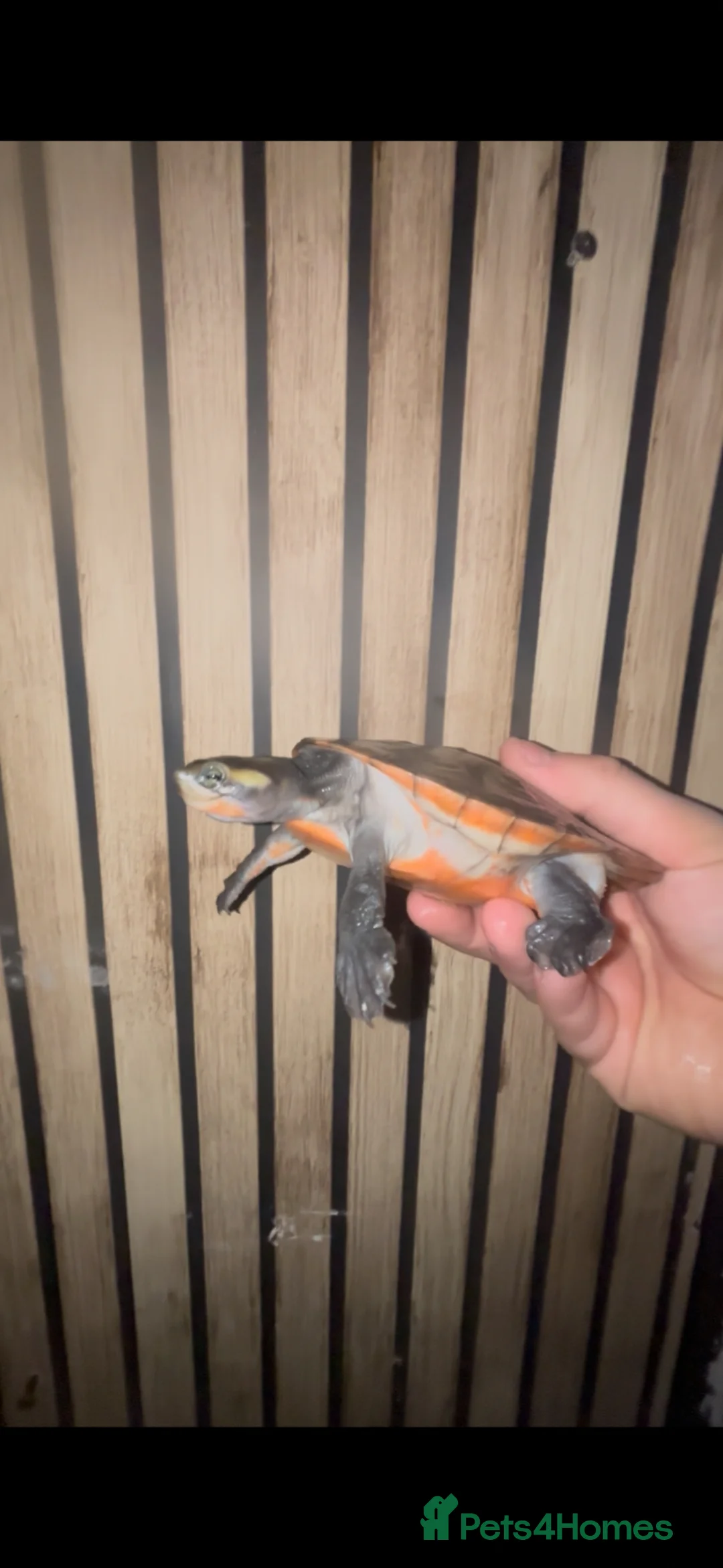 Turtle reptiles for sale: Breeding pair Com Musk Turtles - Advert 1