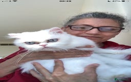 Persian cats for adoption: PRINCESS IS A CAT THAT WANT CUDDLES ALL DAY LONG ! - Image 3