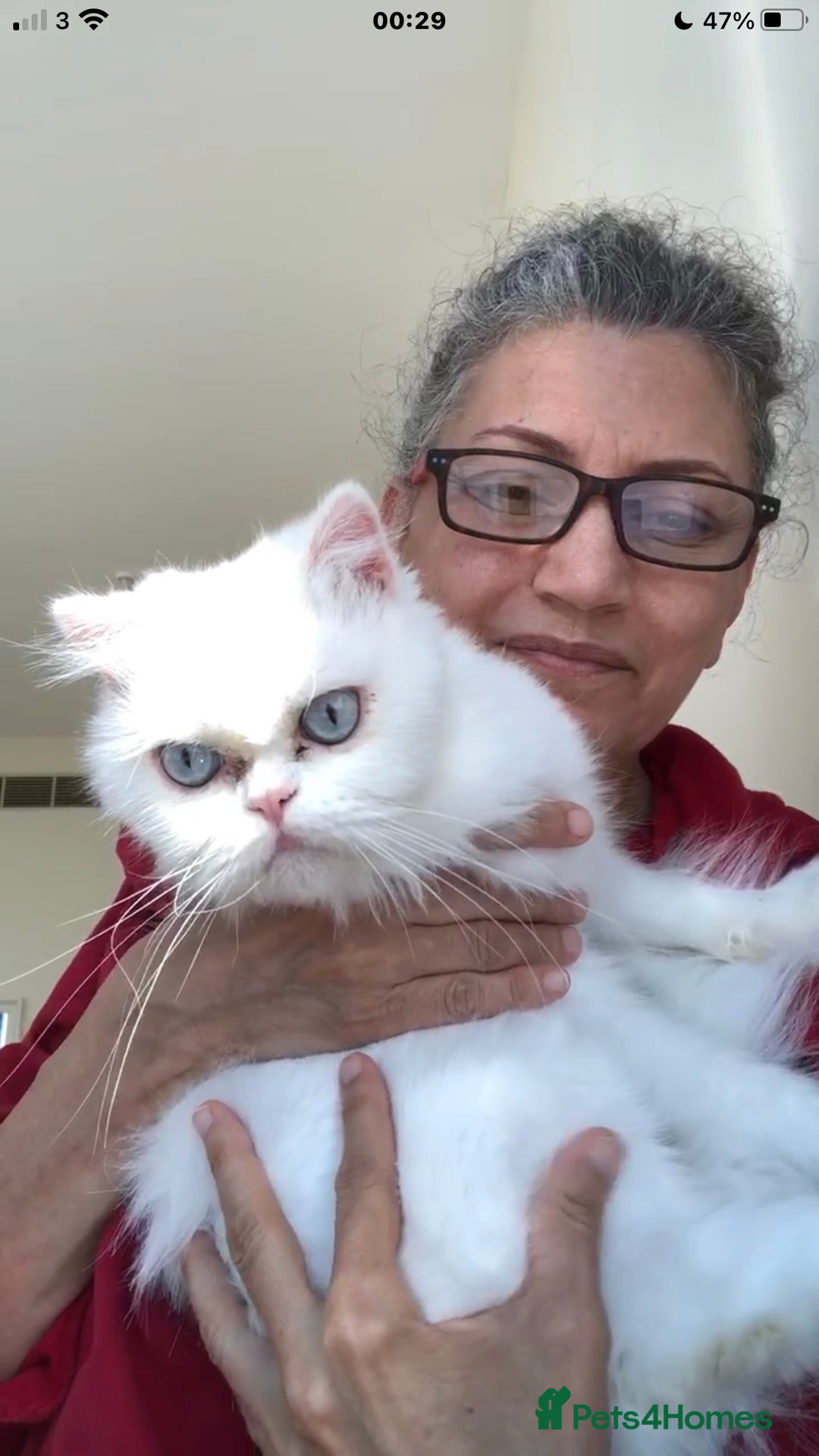 Persian cats for adoption: PRINCESS IS A CAT THAT WANT CUDDLES ALL DAY LONG ! - Image 3