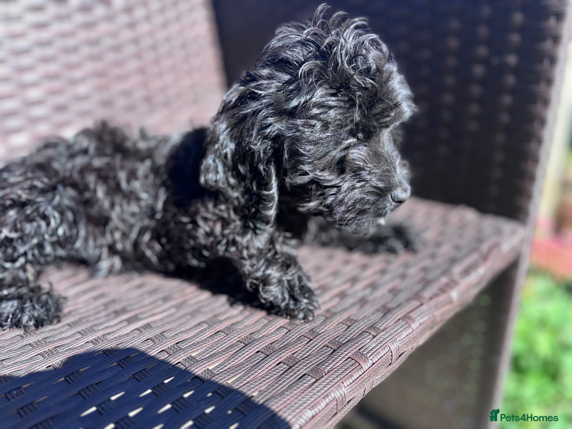 Cockapoo dogs Ready to go black cockapoo puppy health tested - Advert 6