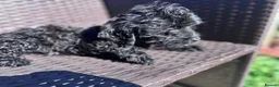 Cockapoo dogs for sale: Ready to go black cockapoo puppy health tested - Advert 1