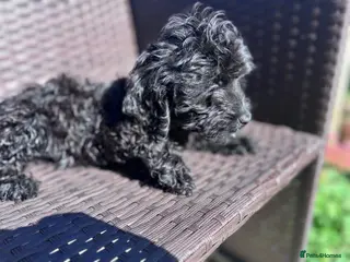 Cockapoo dogs Ready to go black cockapoo puppy health tested - Advert 6
