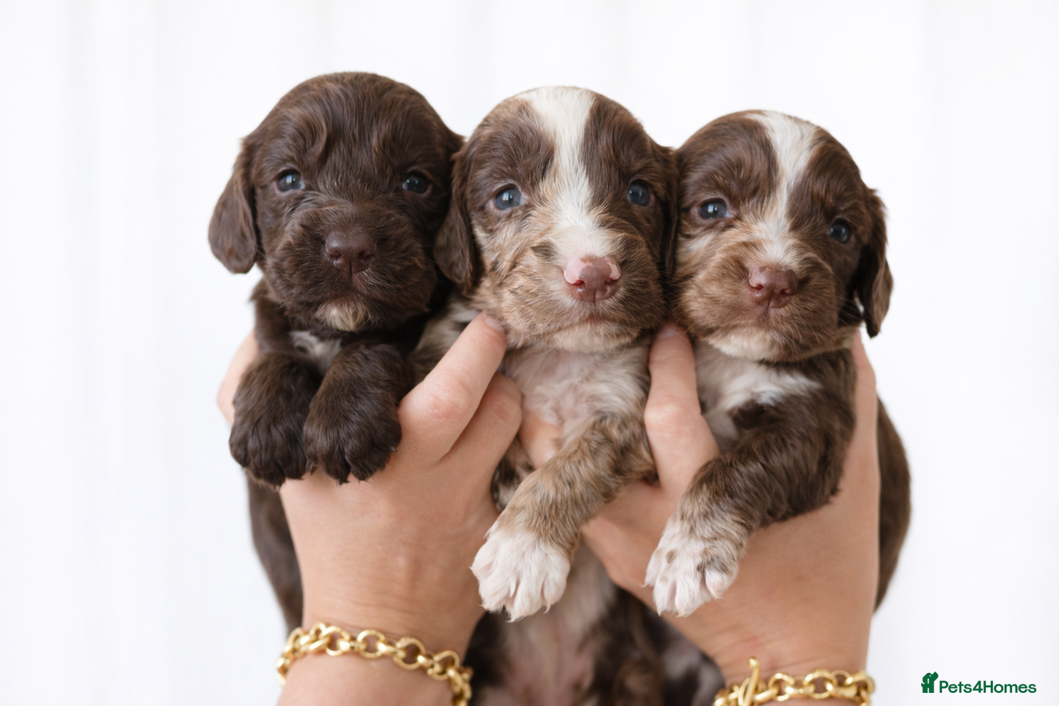 Cocker Spaniel dogs 🐾 Stunning merle Cocker Spaniels - 3 available🐾  - Advert 1