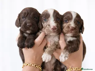 Cocker Spaniel dogs 🐾 Stunning merle Cocker Spaniels - 2 available🐾 - Advert 8