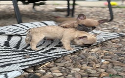 French Bulldog dogs for sale: Beautiful frenchie pups in Leeds - Image 18