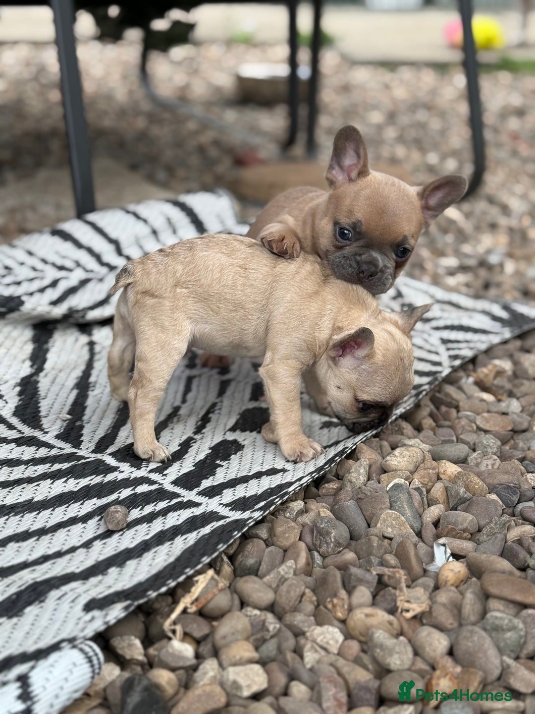 French Bulldog dogs for sale: Beautiful frenchie pups in Leeds - Image 18