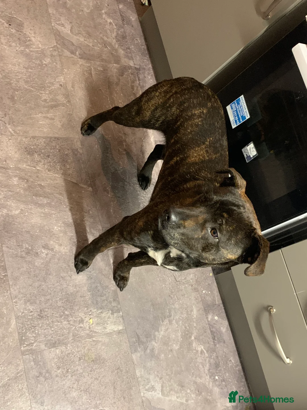 Staffordshire Bull Terrier dogs for sale: Sad sale of our much loved staff rolo   - Advert 4