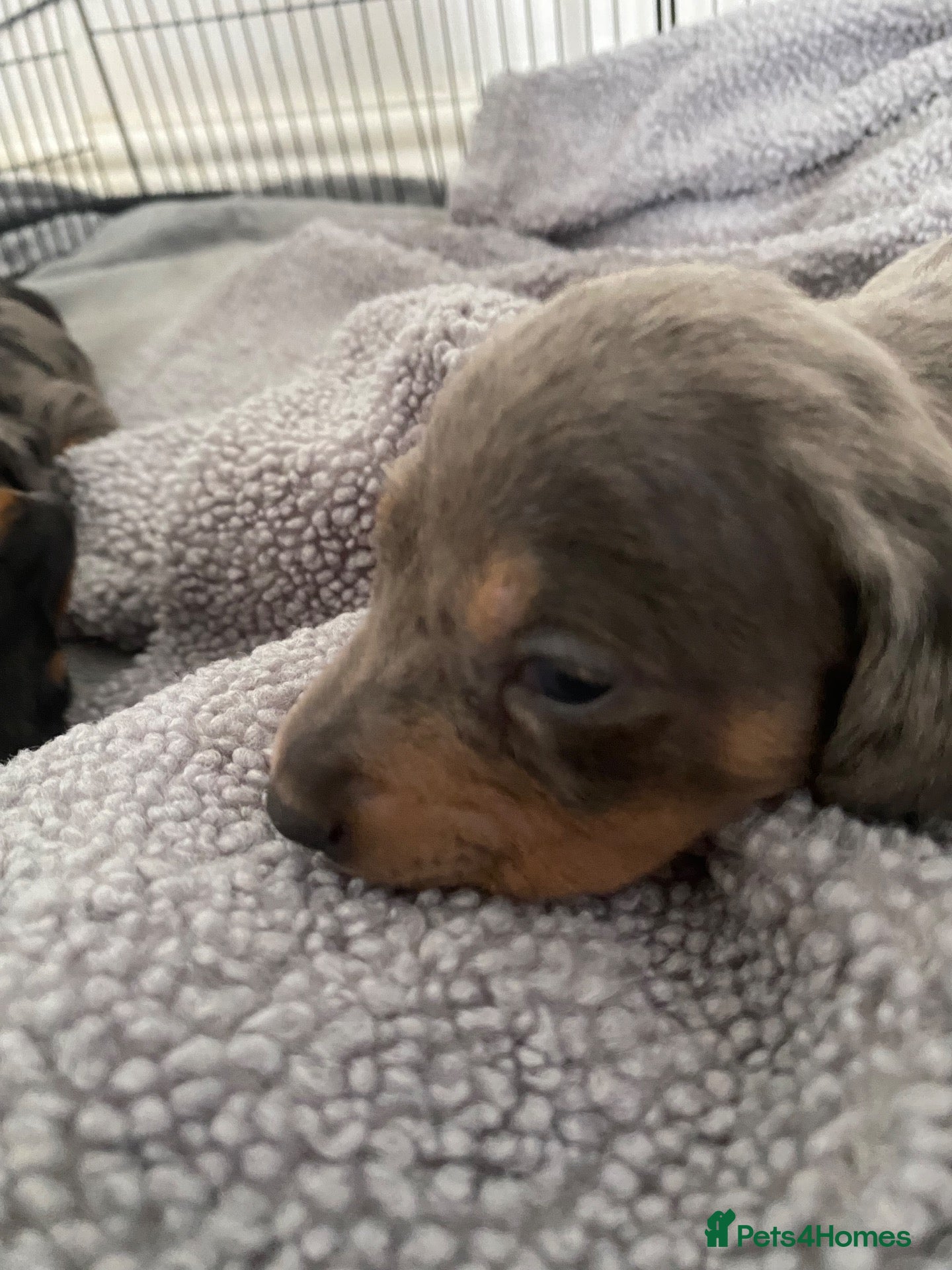 Dachshund dogs Tri silver dapple dachshunds ❤️ - Advert 1