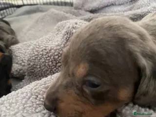 Dachshund dogs Tri silver dapple dachshunds ❤️ - Advert 1