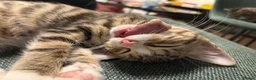 Mixed Breed cats for sale: tabby kitten for Adoption - Advert 20